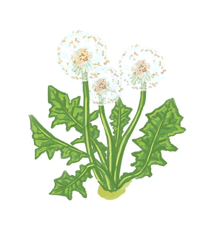 Dandelion