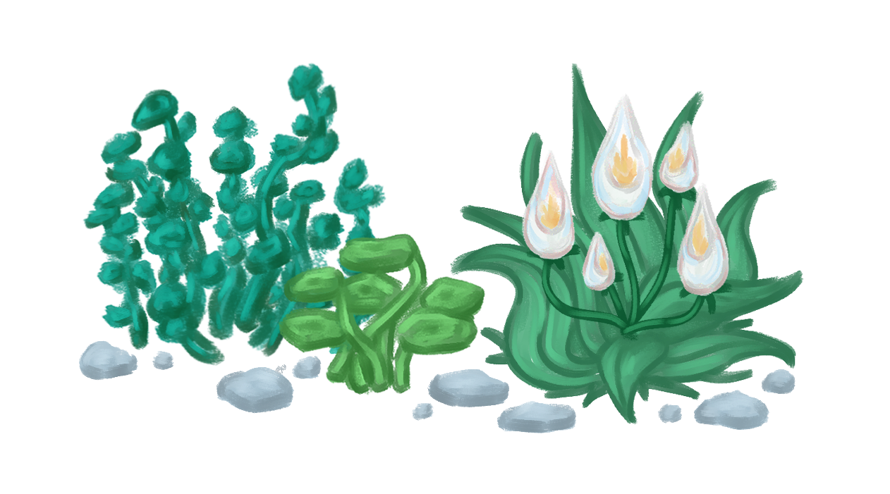 Pond plants