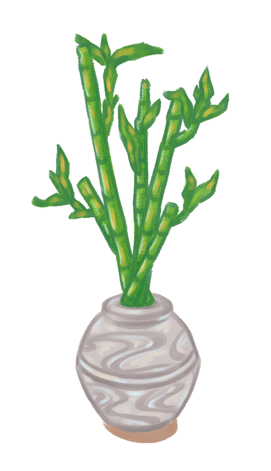 Bamboo