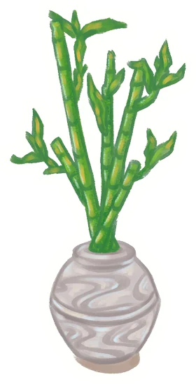 Lucky bamboo in a vase