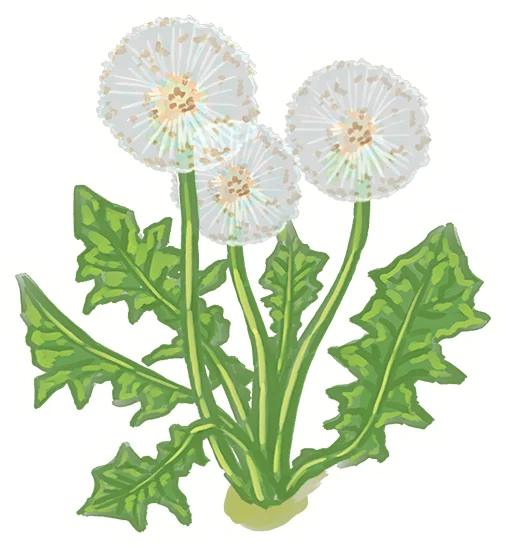Dandelions