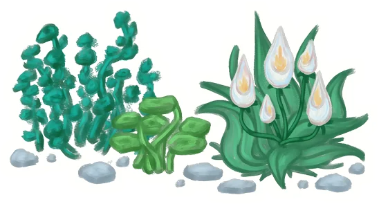 Pond plants